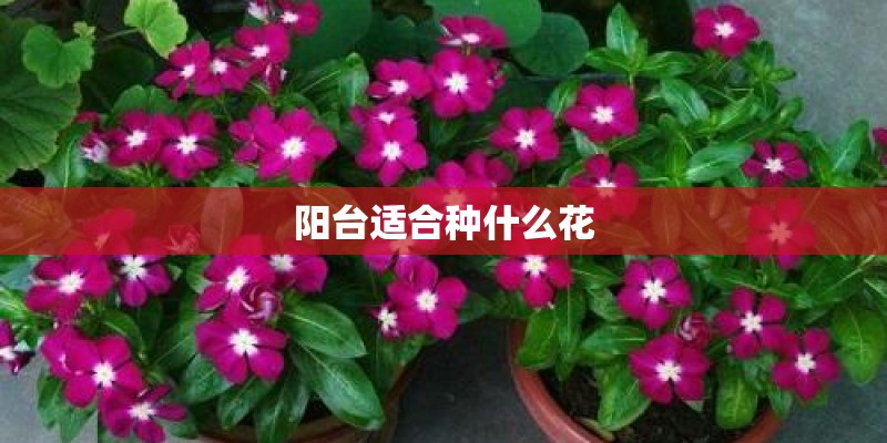 阳台适合种什么花 阳台适合种什么花