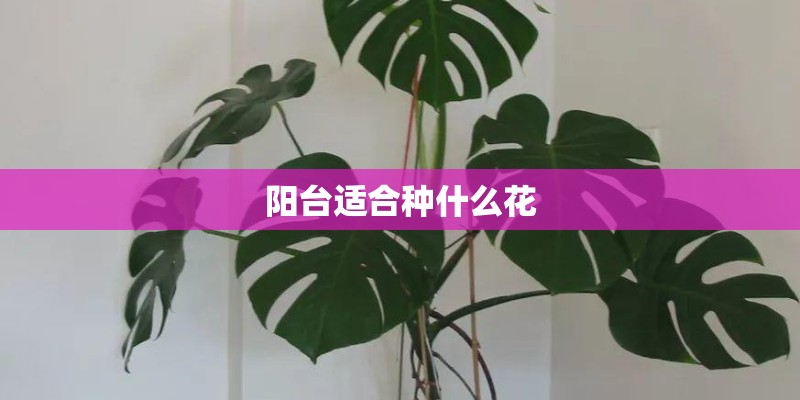 阳台适合种什么花 阳台适合种什么花