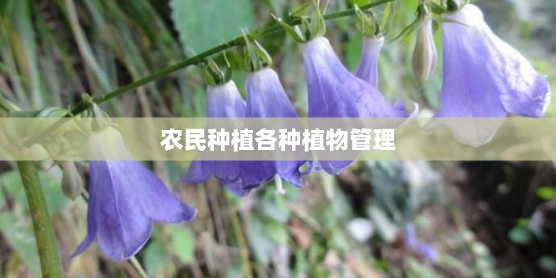 农民种植各种植物管理