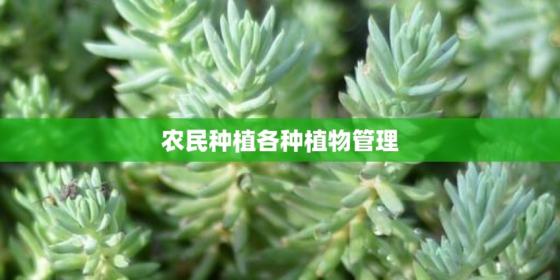 农民种植各种植物管理