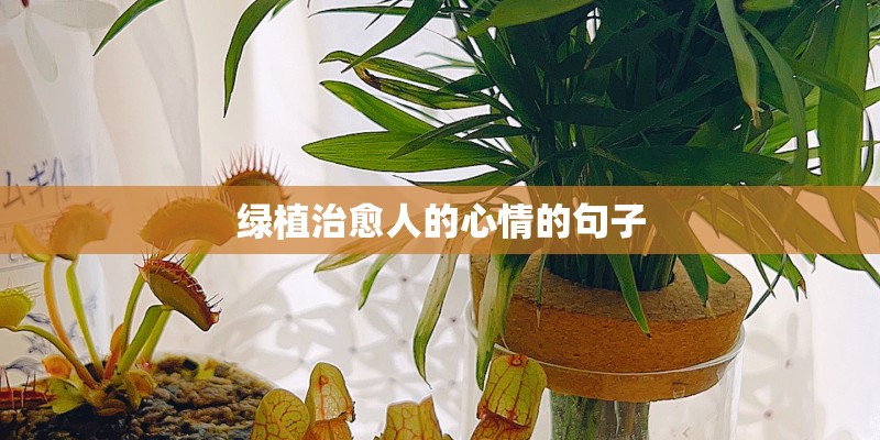 绿植治愈人的心情的句子