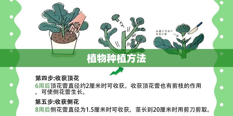 植物种植方法