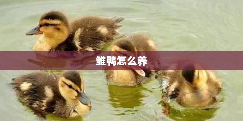 雏鸭怎么养