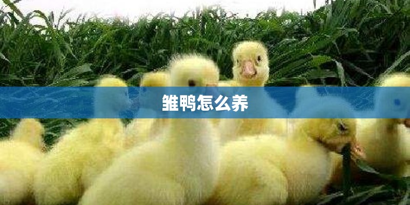 雏鸭怎么养