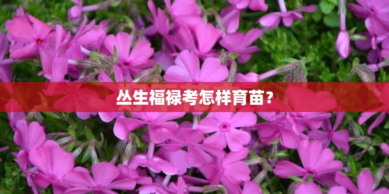 丛生福禄考怎样育苗？