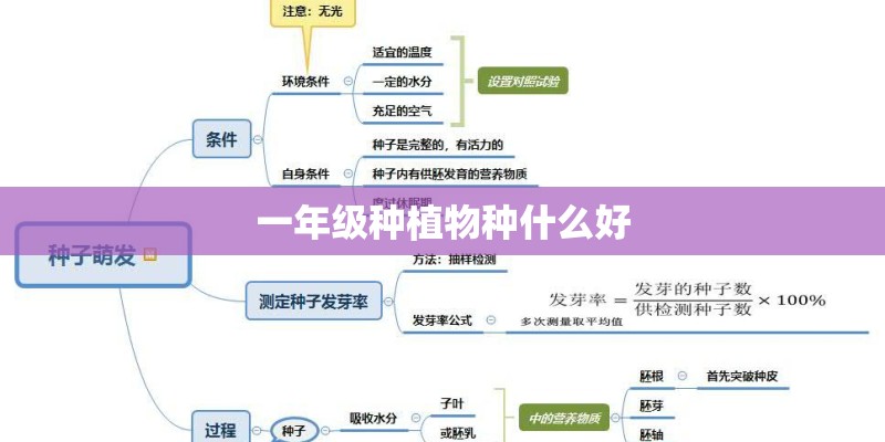 一年级种植物种什么好