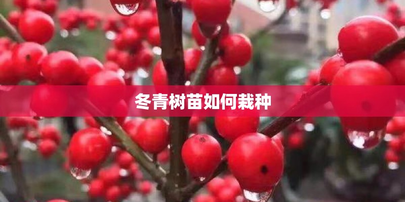 冬青树苗如何栽种 冬青树苗如何栽种