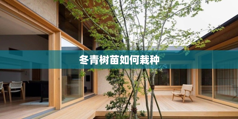 冬青树苗如何栽种 冬青树苗如何栽种
