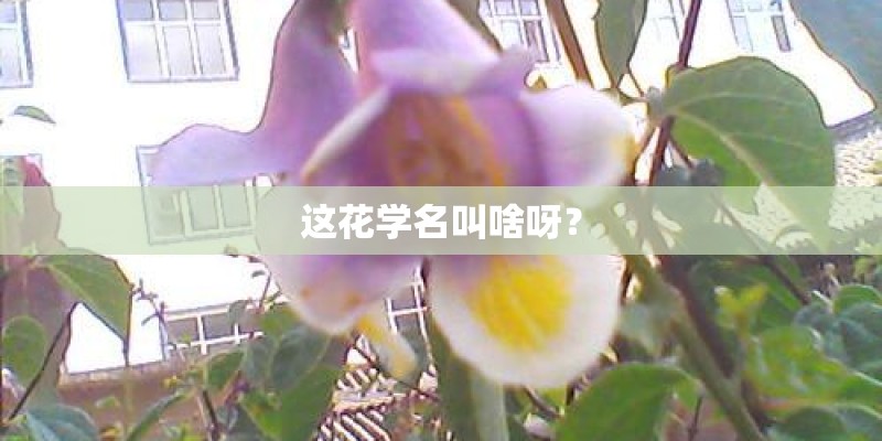 这花学名叫啥呀？