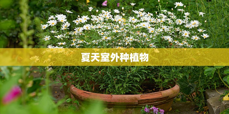 夏天室外种植物
