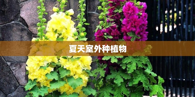夏天室外种植物