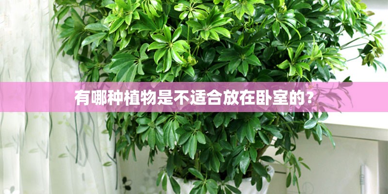 有哪种植物是不适合放在卧室的？