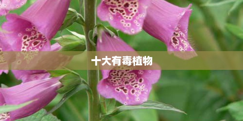 十大有毒植物