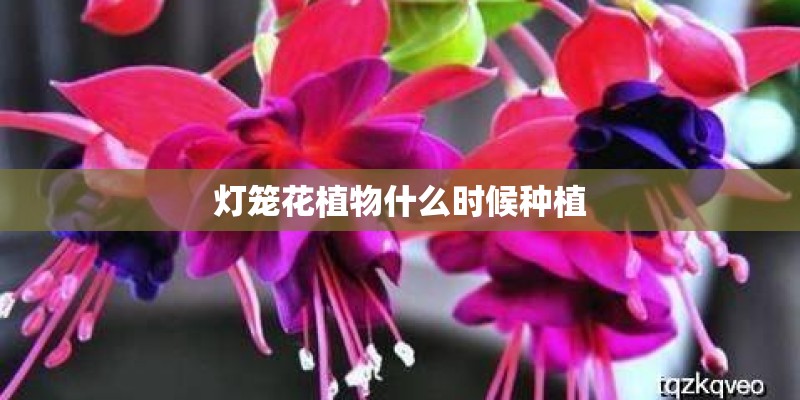 灯笼花植物什么时候种植