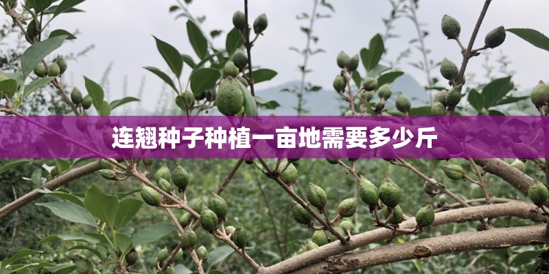 连翘种子种植一亩地需要多少斤