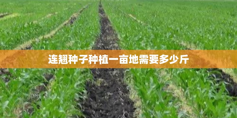 连翘种子种植一亩地需要多少斤