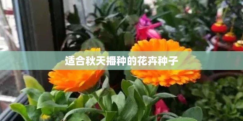 适合秋天播种的花卉种子