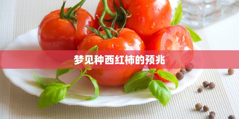 梦见种西红柿的预兆 梦见种西红柿的预兆