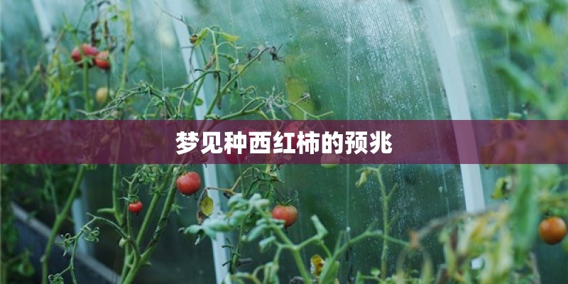 梦见种西红柿的预兆 梦见种西红柿的预兆
