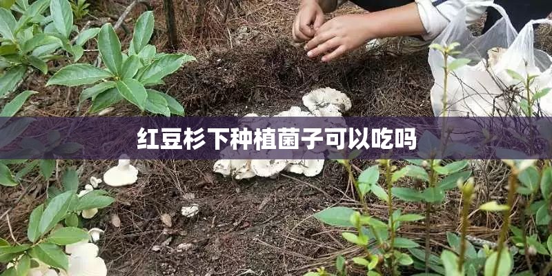 红豆杉下种植菌子可以吃吗