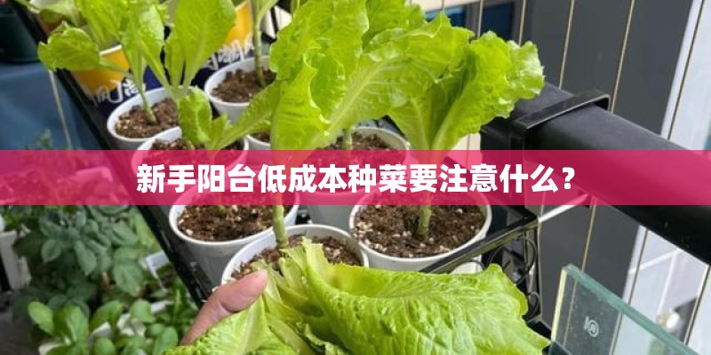 新手阳台低成本种菜要注意什么？