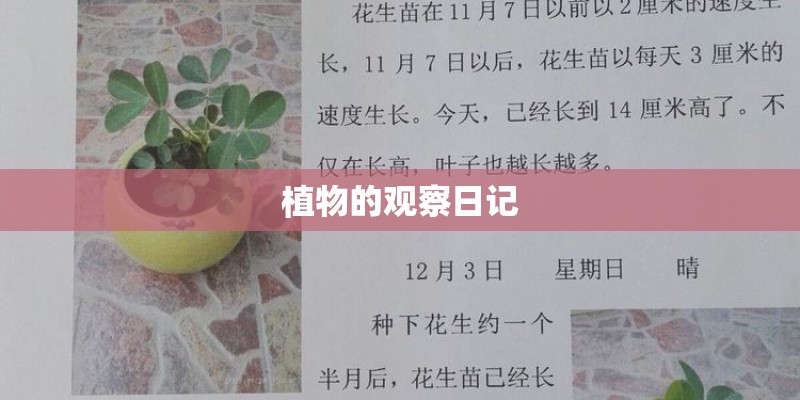 植物的观察日记