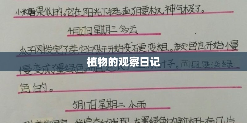 植物的观察日记
