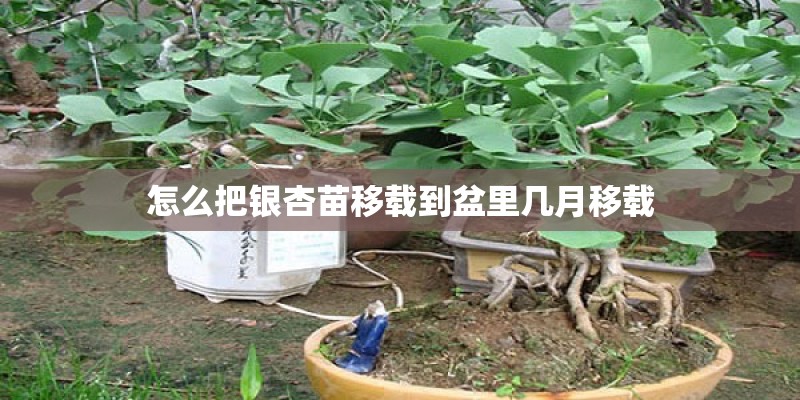 怎么把银杏苗移载到盆里几月移载