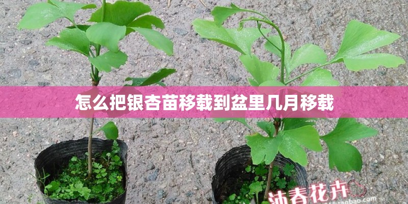 怎么把银杏苗移载到盆里几月移载