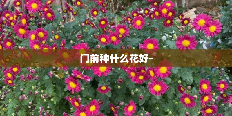 门前种什么花好- 门前种什么花好-
