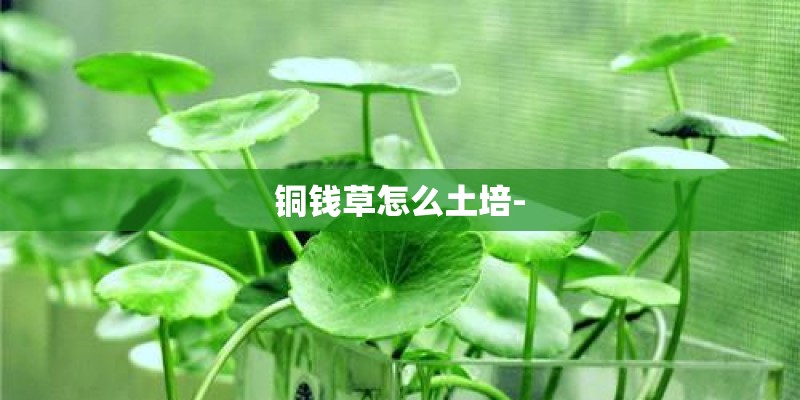 铜钱草怎么土培-