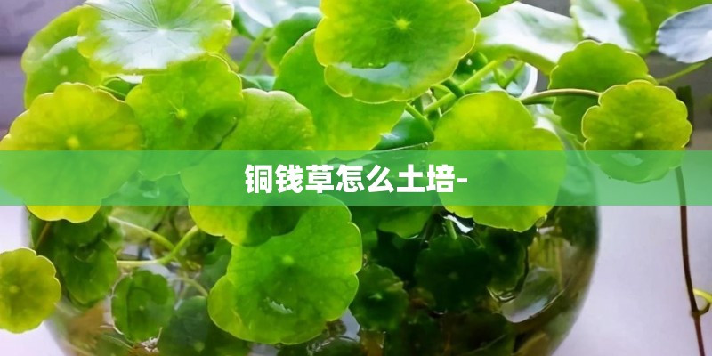 铜钱草怎么土培-