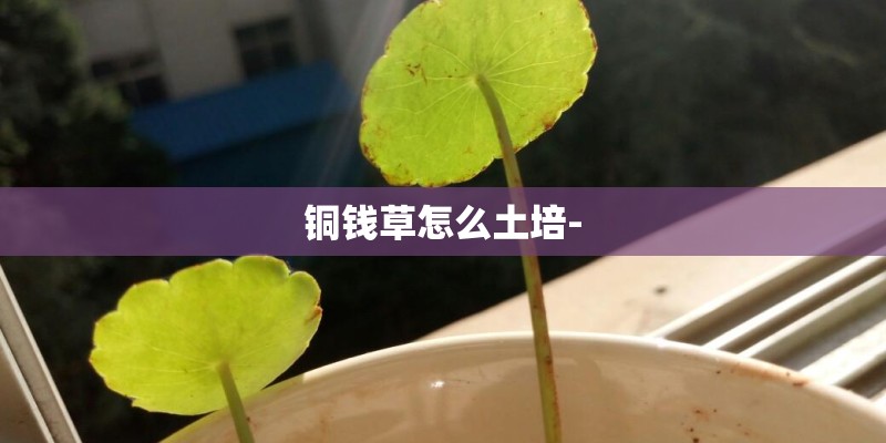 铜钱草怎么土培-