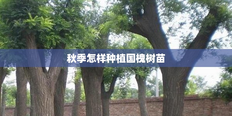 秋季怎样种植国槐树苗 秋季怎样种植国槐树苗