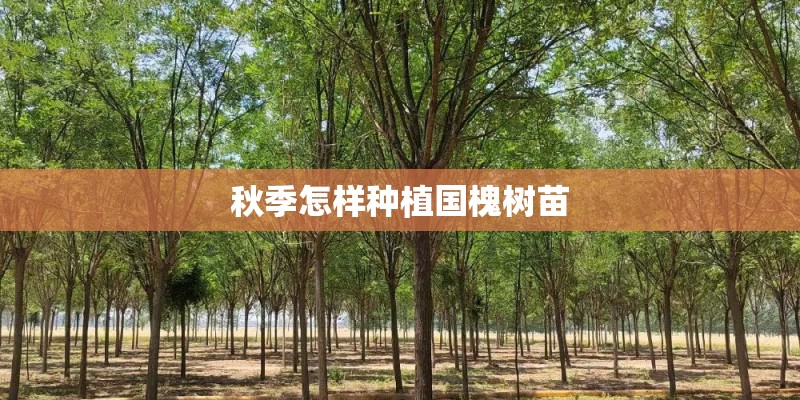 秋季怎样种植国槐树苗 秋季怎样种植国槐树苗