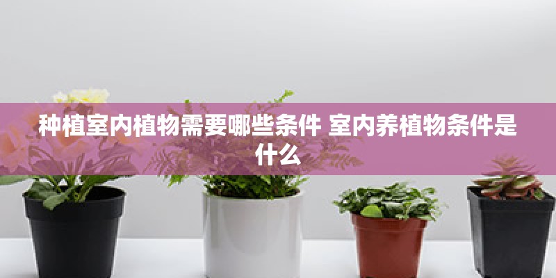 种植室内植物需要哪些条件 室内养植物条件是什么