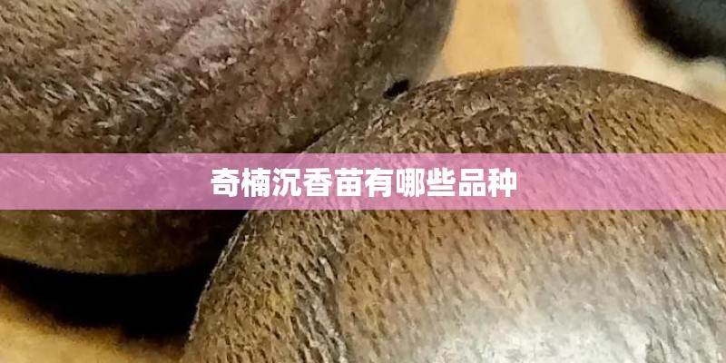 奇楠沉香苗有哪些品种 奇楠沉香苗有哪些品种