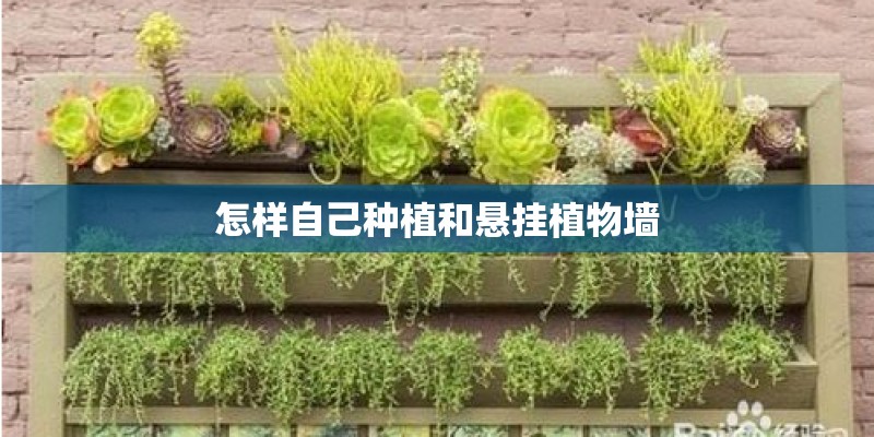 怎样自己种植和悬挂植物墙