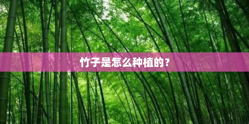 竹子是怎么种植的？
