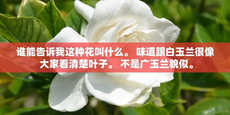谁能告诉我这种花叫什么。 味道跟白玉兰很像 大家看清楚叶子。 不是广玉兰貌似。
