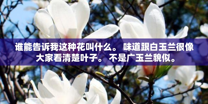 谁能告诉我这种花叫什么。 味道跟白玉兰很像 大家看清楚叶子。 不是广玉兰貌似。