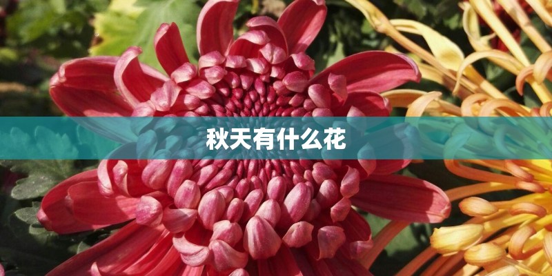 秋天有什么花