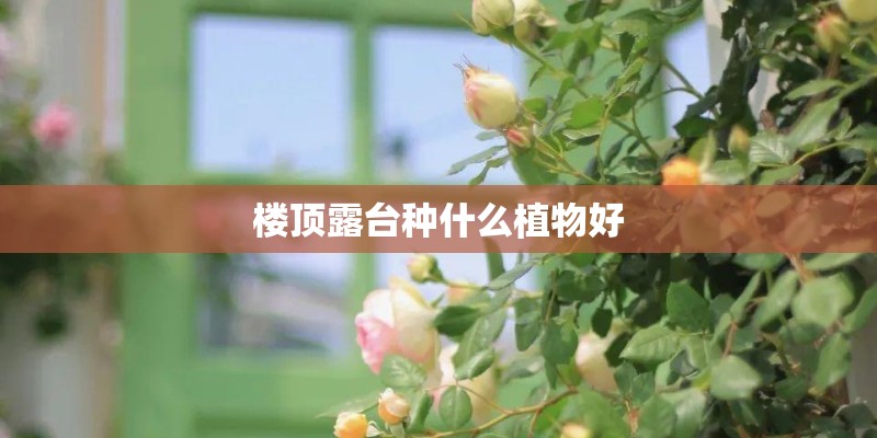 楼顶露台种什么植物好