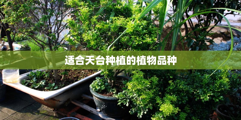 适合天台种植的植物品种