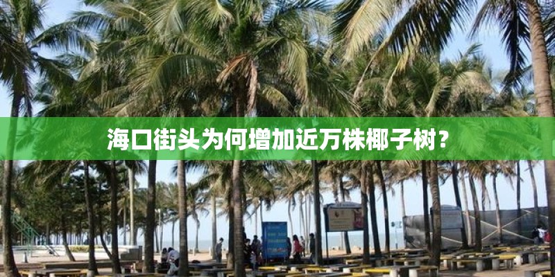 海口街头为何增加近万株椰子树？