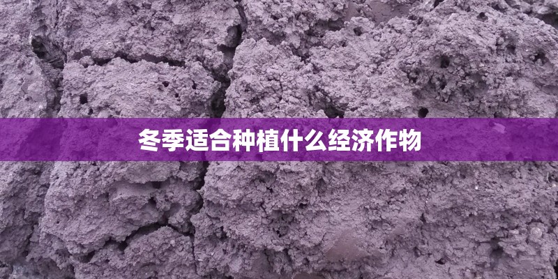 冬季适合种植什么经济作物