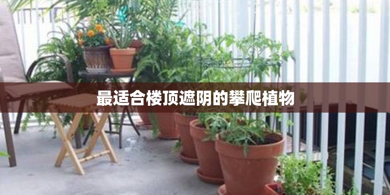最适合楼顶遮阴的攀爬植物