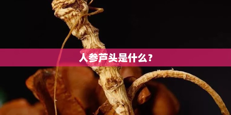 人参芦头是什么？