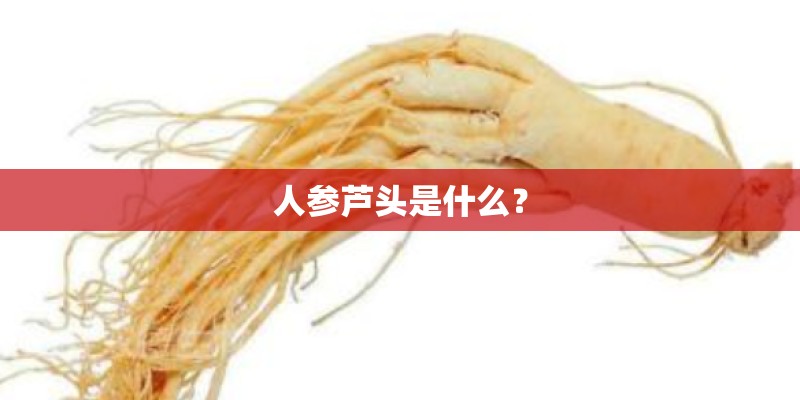 人参芦头是什么？