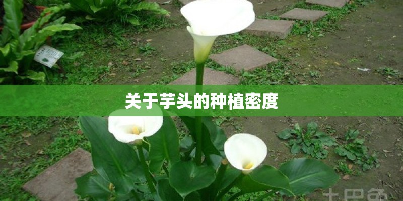 关于芋头的种植密度